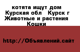 котята ищут дом - Курская обл., Курск г. Животные и растения » Кошки   